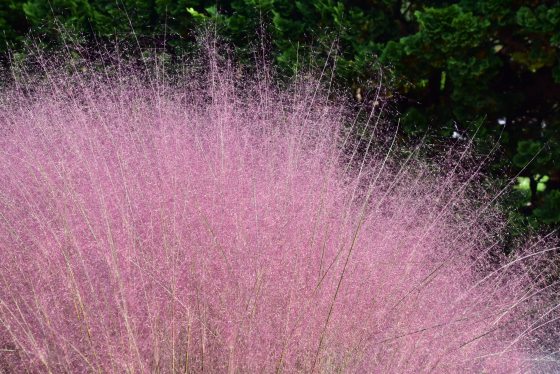 Pink tall grass in the shape of a round shrub.